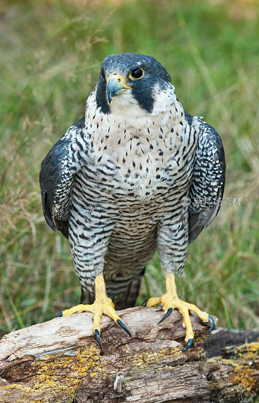 游隼或Peale's Peregrine Falcon, Falco peregrinus或Falco peregrinus Peale，也被简单地称为游隼，在北美历史上被称为“鸭鹰”，是隼科的一种世界性的猛禽。蒙大拿州Kalispell